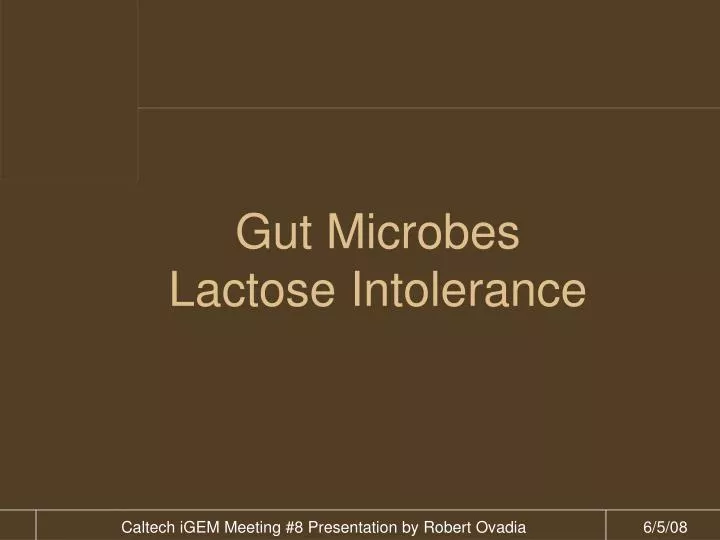 gut microbes lactose intolerance