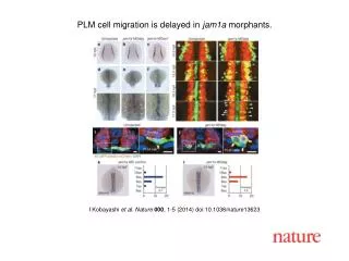 I Kobayashi et al. Nature 000 , 1 -5 (201 4 ) doi:10.1038/nature 13623