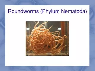 Roundworms (Phylum Nematoda)