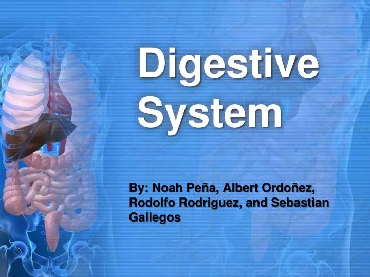 digestive system