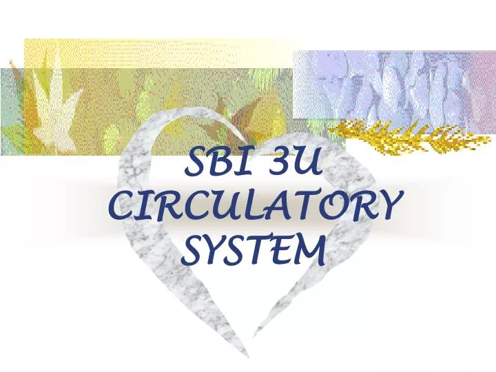 sbi 3u circulatory system