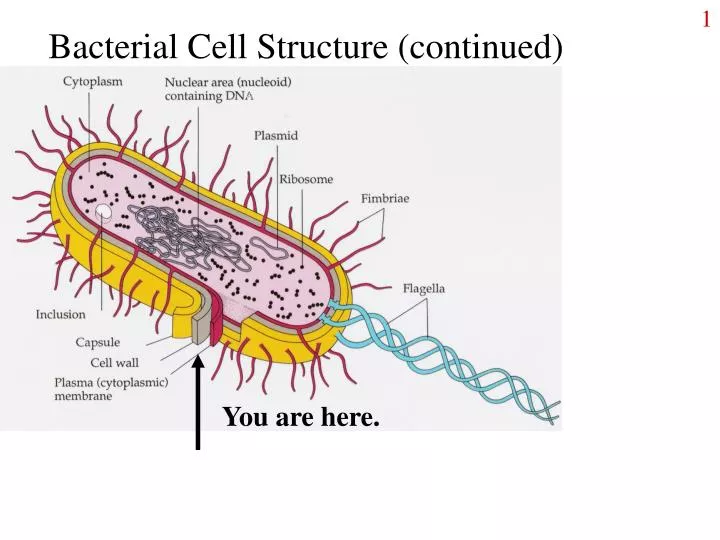 bacterial cell structure continued