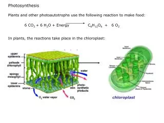 Photosynthesis Plants and other photoautotrophs use the following reaction to make food:
