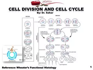 Cell Division and Cell Cycle