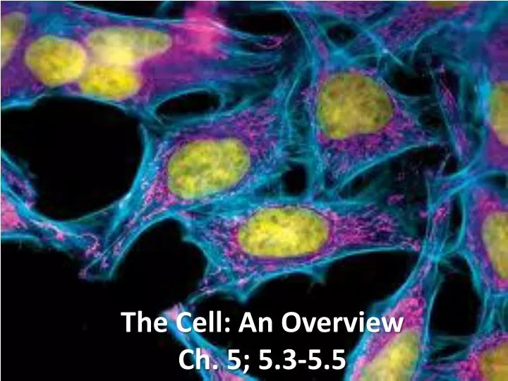 the cell an overview ch 5 5 3 5 5