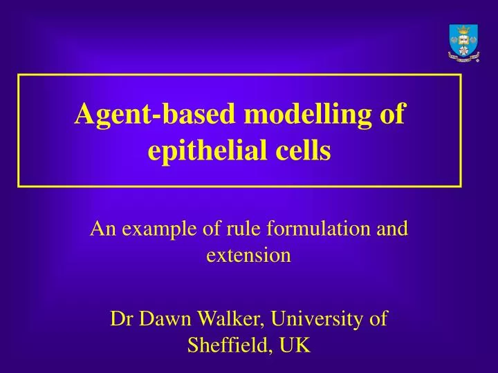 agent based modelling of epithelial cells