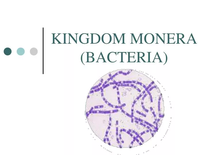 kingdom monera bacteria