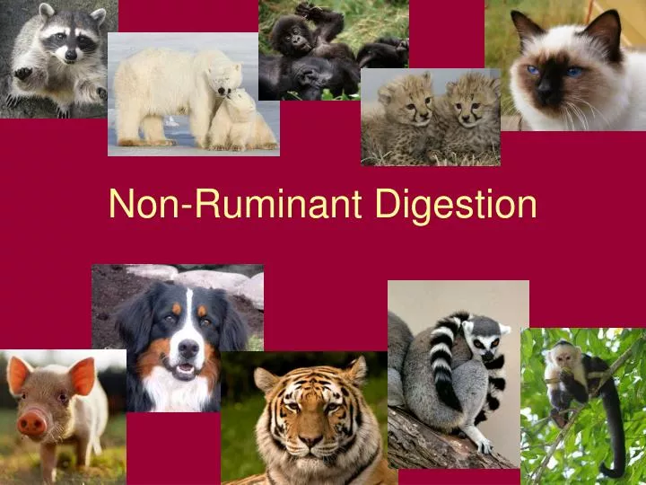 non ruminant digestion