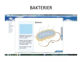 bakterier