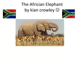 The A frician Elephant by kian crowley ?
