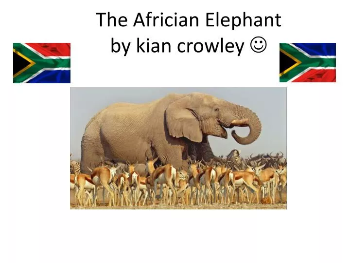 the a frician elephant by kian crowley