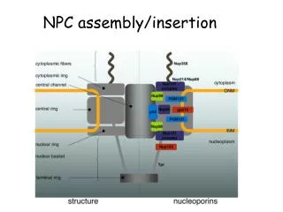 NPC assembly/insertion