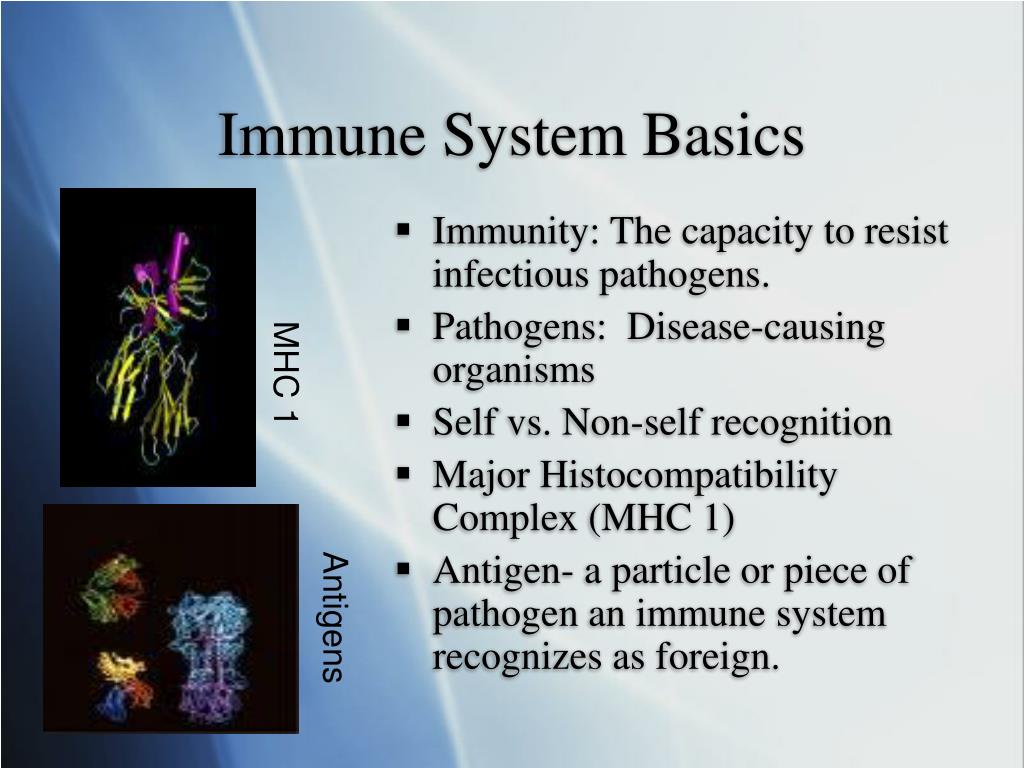 PPT - Immune System Basics PowerPoint Presentation, free download - ID ...