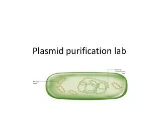 Plasmid purification lab