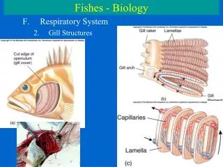 Fishes - Biology