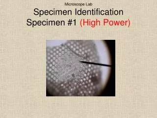 microscope lab specimen identification specimen 1 high power