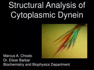 Structural Analysis of Cytoplasmic Dynein
