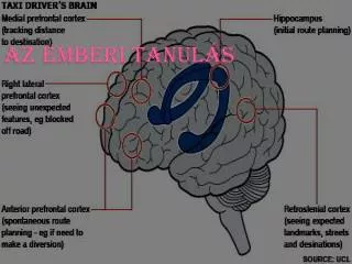 az emberi tanul s