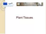 PPT - Plant Tissues PowerPoint Presentation, free download - ID:3036671