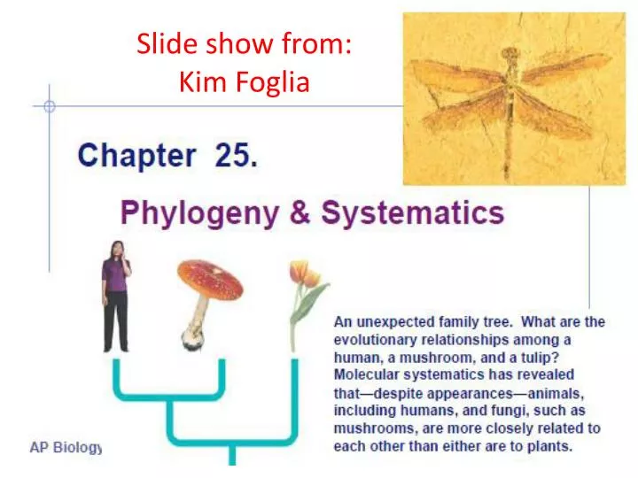 slide show from kim foglia