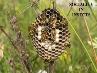 SOCIALITY IN INSECTS