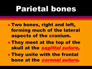 Parietal bones