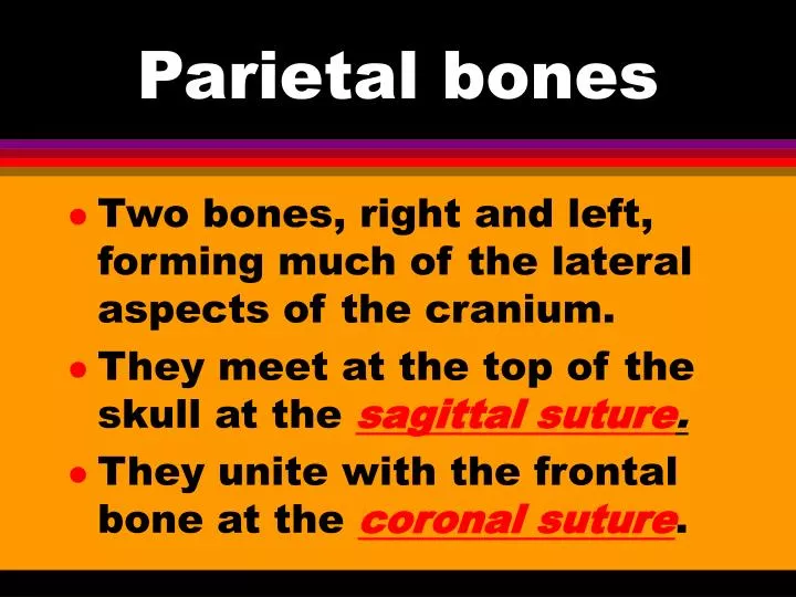 parietal bones