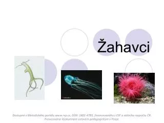ahavci