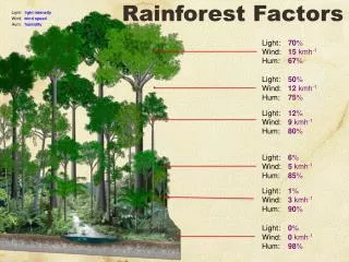Rainforest Factors