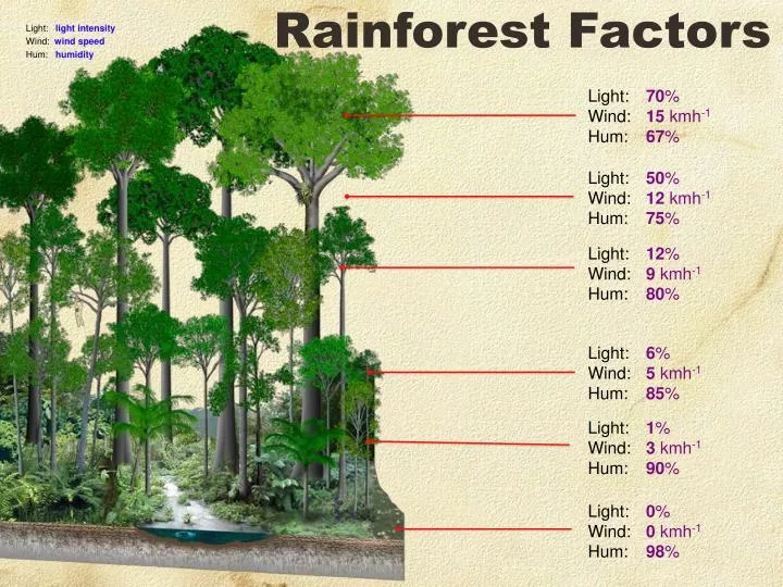 rainforest factors