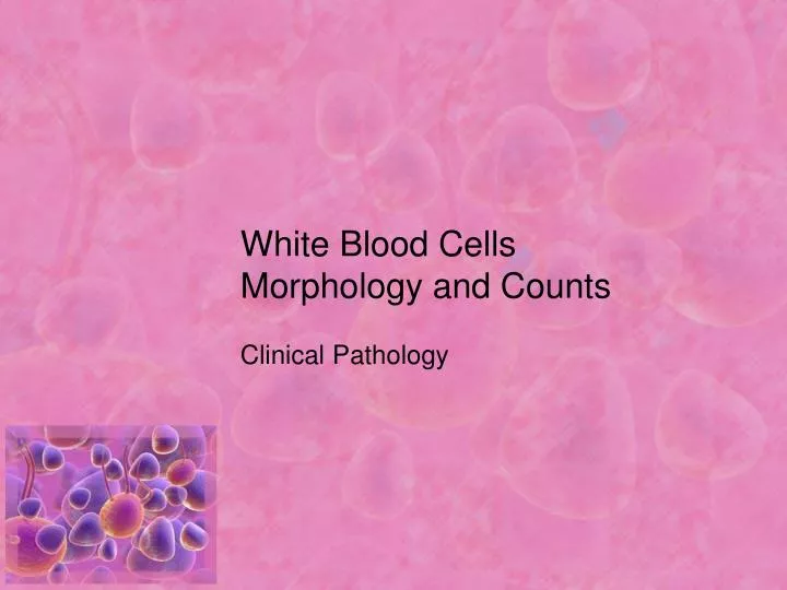 white blood cells morphology and counts