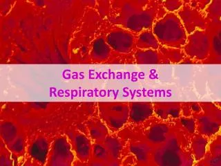 Gas Exchange &amp; Respiratory Systems