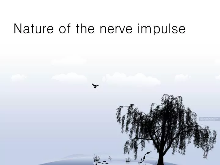 nature of the nerve impulse
