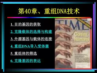 40 dna