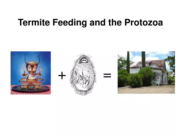 termite feeding and the protozoa