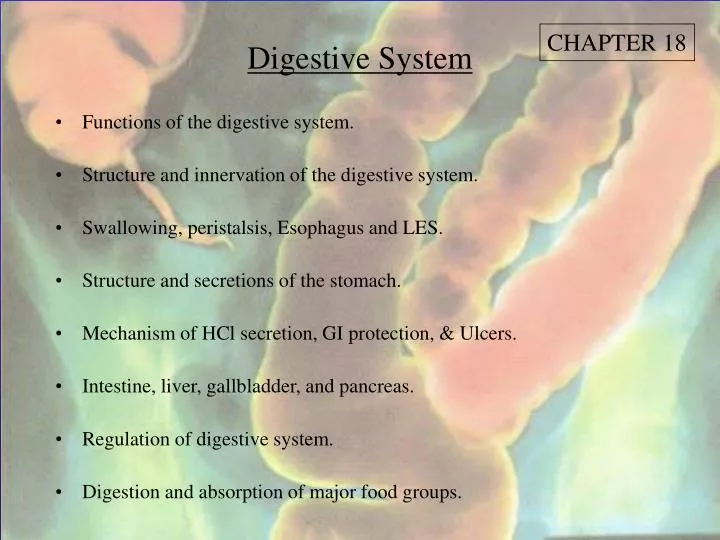 digestive system