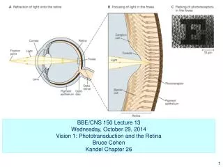 BBE/CNS 150 Lecture 13 Wednesday, October 29, 2014 Vision 1: Phototransduction and the Retina