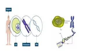 DNA LADDER