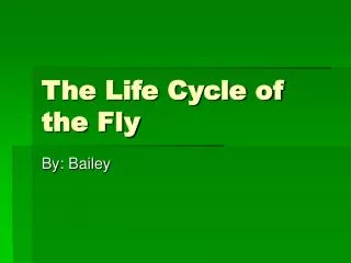 The Life Cycle of the Fly