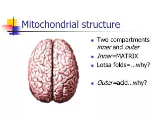 Mitochondrial structure