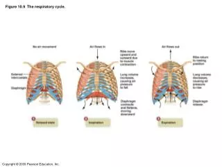 Figure 10.9 The respiratory cycle.