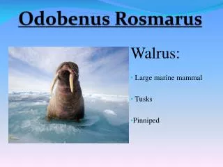 Odobenus Rosmarus
