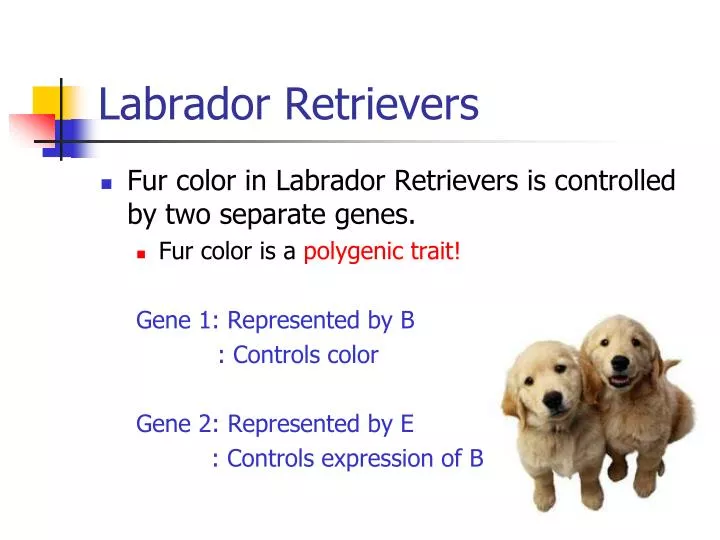 labrador retrievers