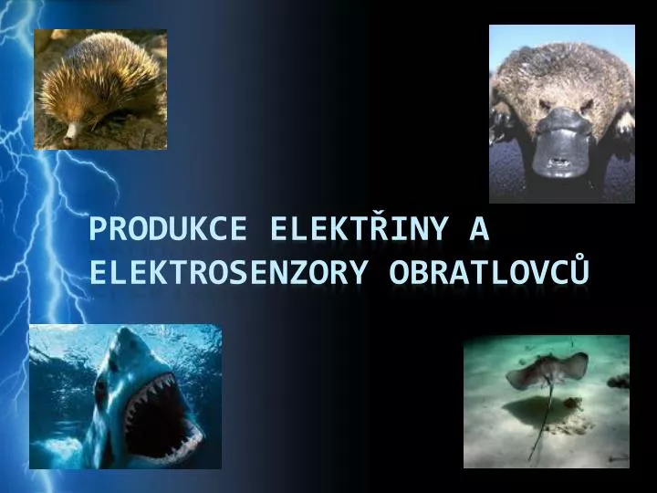 produkce elekt iny a elektrosenzory obratlovc