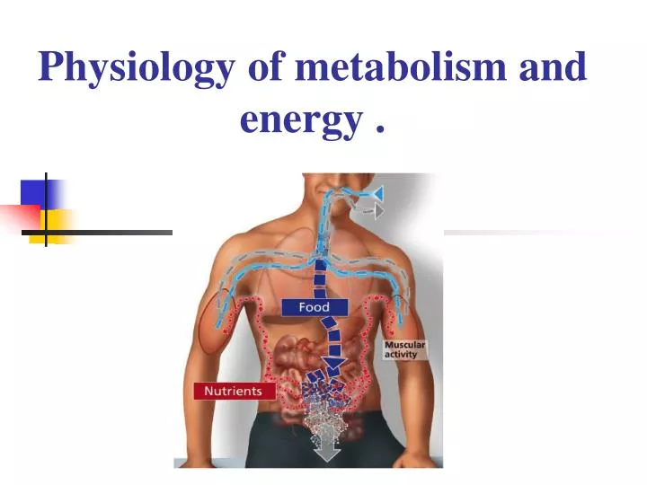 physiology of metabolism and energy