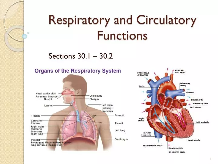 respiratory and circulatory functions