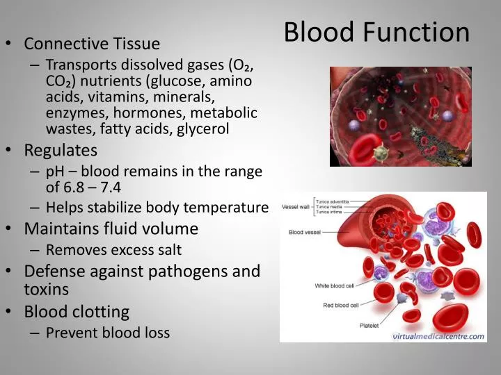 blood function