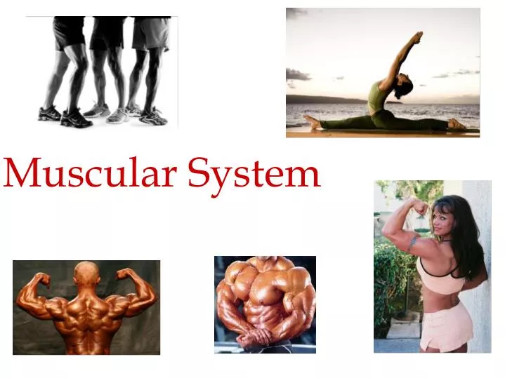 muscular system