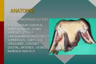 anatomie