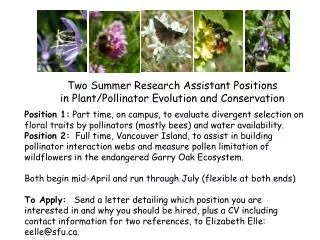 Two Summer Research Assistant Positions in Plant/Pollinator Evolution and Conservation